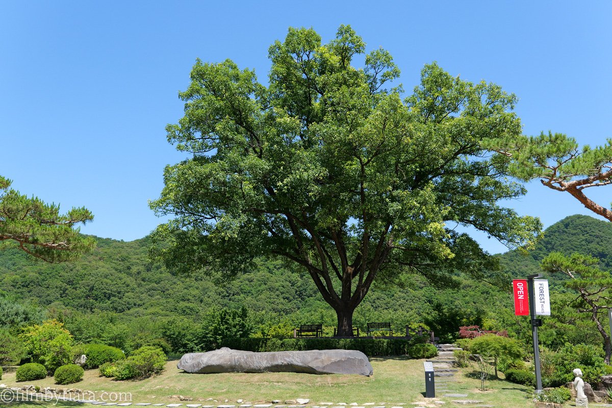 Large oak tree viewed from Grace Café Lounge terrace at FOREST AG405