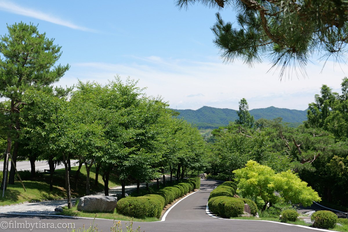 Tree-lined road leading up to FOREST AG405 in Yeoju, Gyeonggi-do