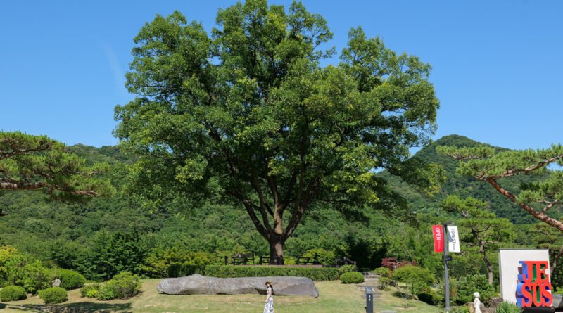 Visitor standing beside the central oak tree at FOREST AG405