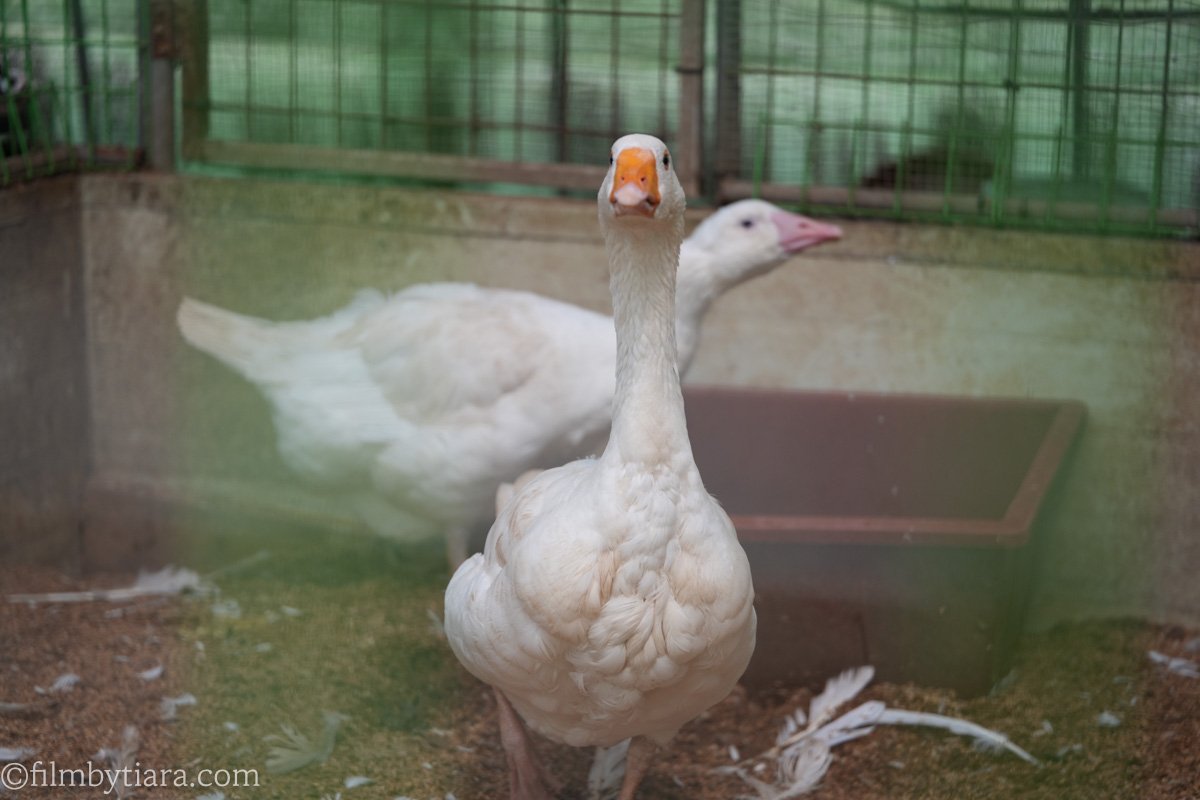 A curious white domestic goose stretches its neck to look directly at the camera inside a petting zoo enclosure with scattered feathers and another blurred goose in the background.