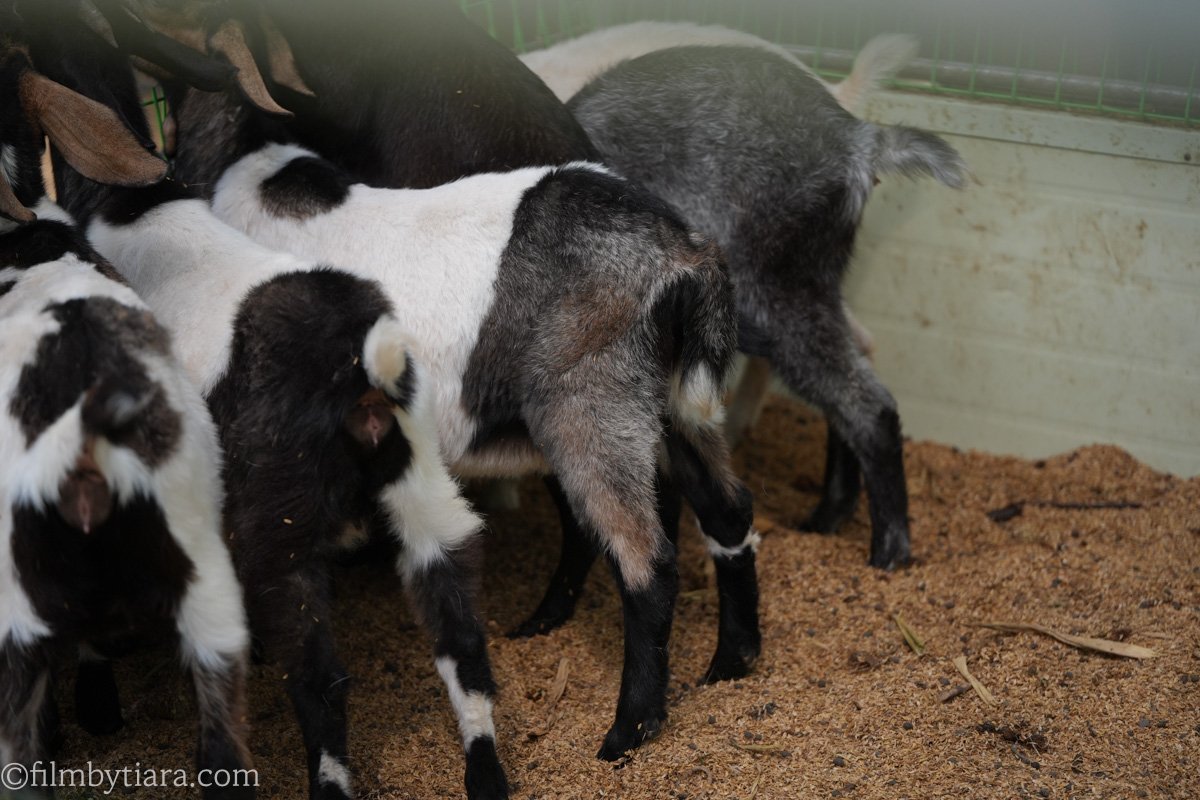 A group of young goats with black, white, and grey speckled coats gathered closely together in a farm enclosure with sawdust bedding.