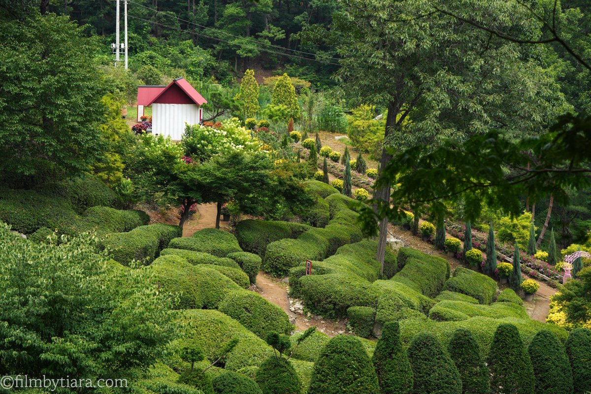 Lush topiary garden path and a red-roofed cabin at Yulbom Botanical Garden in Toechon