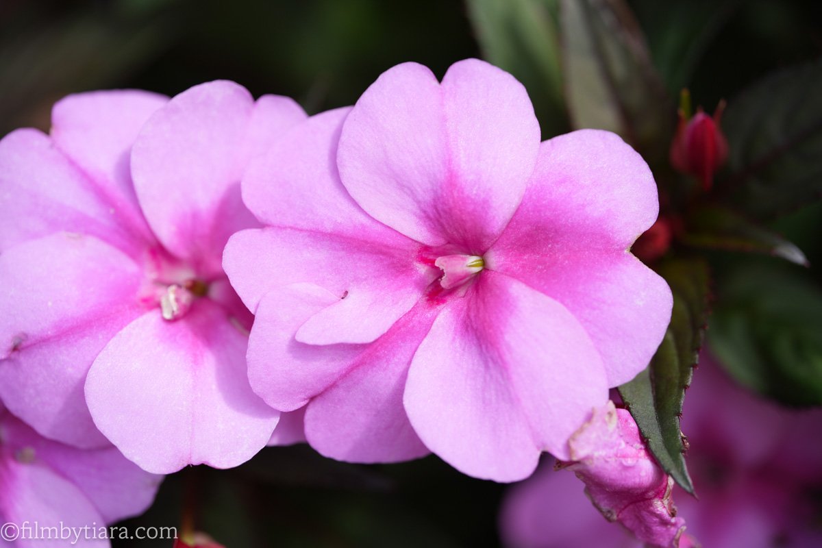 Close-up of bright pink Balsamine flowers in full bloom, with a bokeh background of dark leaves and a red bud.