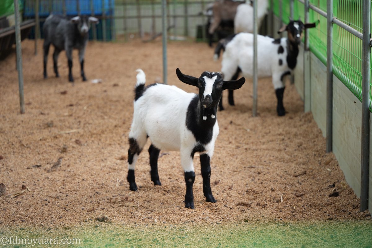 A striking photograph of a young black and white goat with symmetrical markings, standing in a large petting zoo enclosure with sawdust ground and other blurred goats and fencing in the background. The goat is looking directly at the camera with large ears.