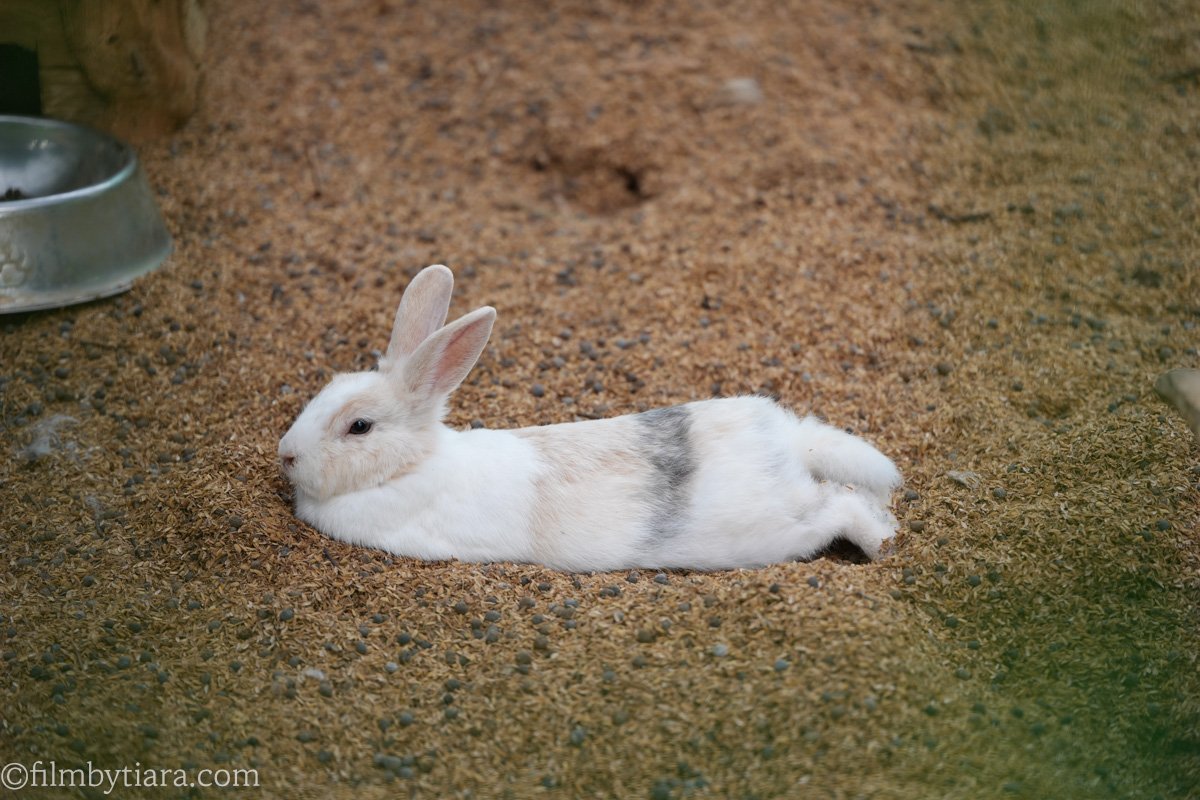 A white rabbit with distinct tan and grey markings lying flat on its belly (splooting) on animal feed pellets, facing left. Its pink ears are upright.