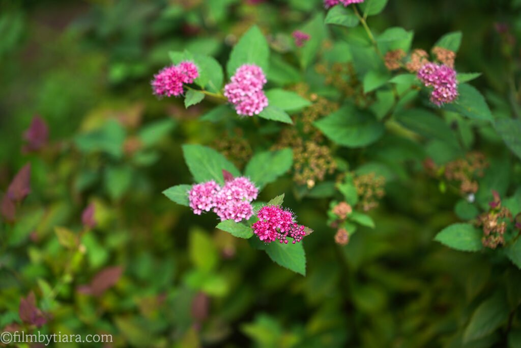 Small pink flower clusters blooming on the grounds of The Fore