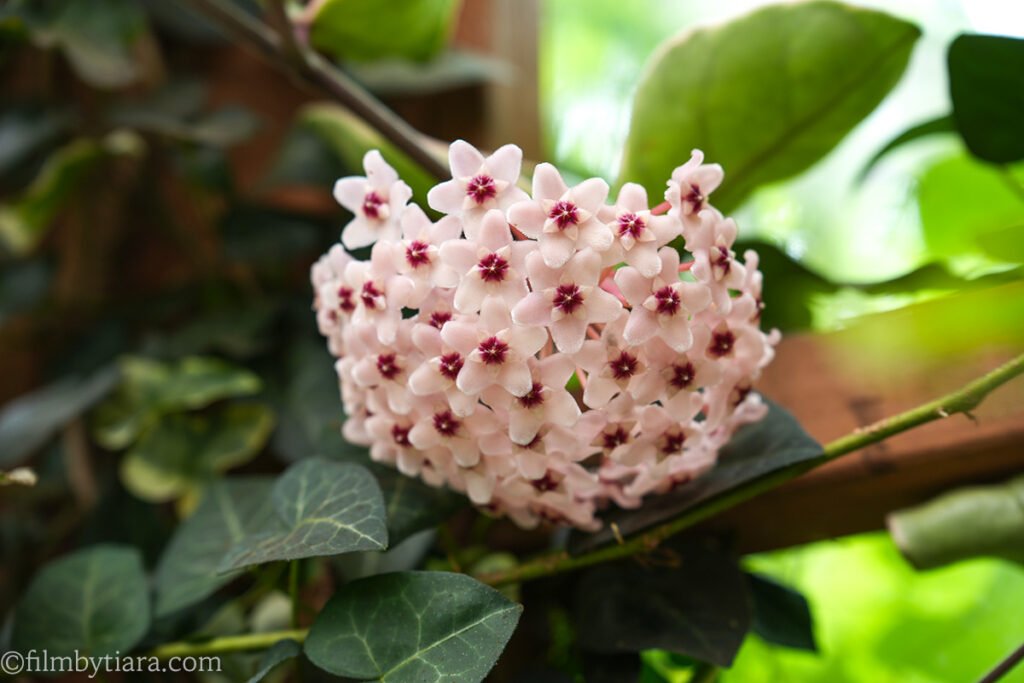 Pale pink hoya flowers climbing a trellis at The Fore greenhouse