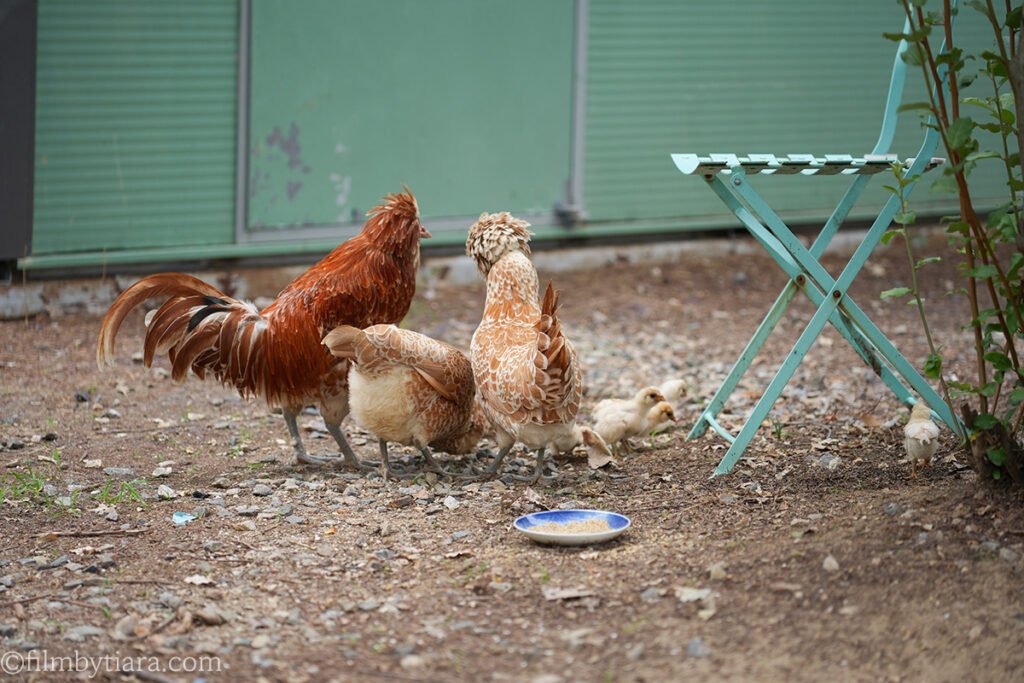 Chickens and chicks foraging near a feed dish at The Fore bakery cafe