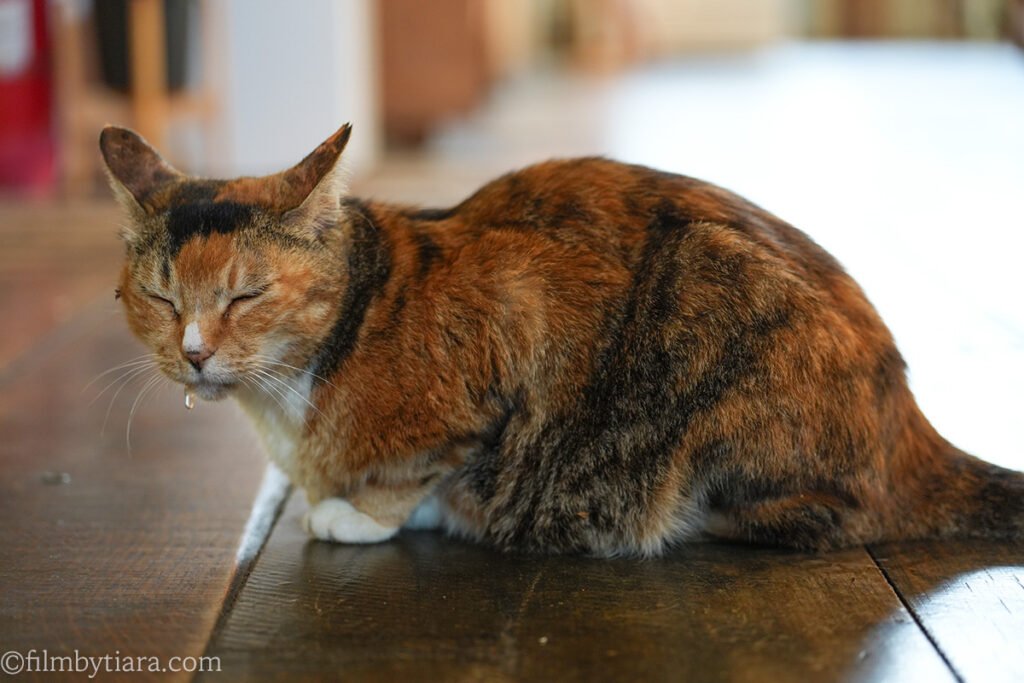 Cat resting on the wooden floor at The Fore cafe in Hwaseong