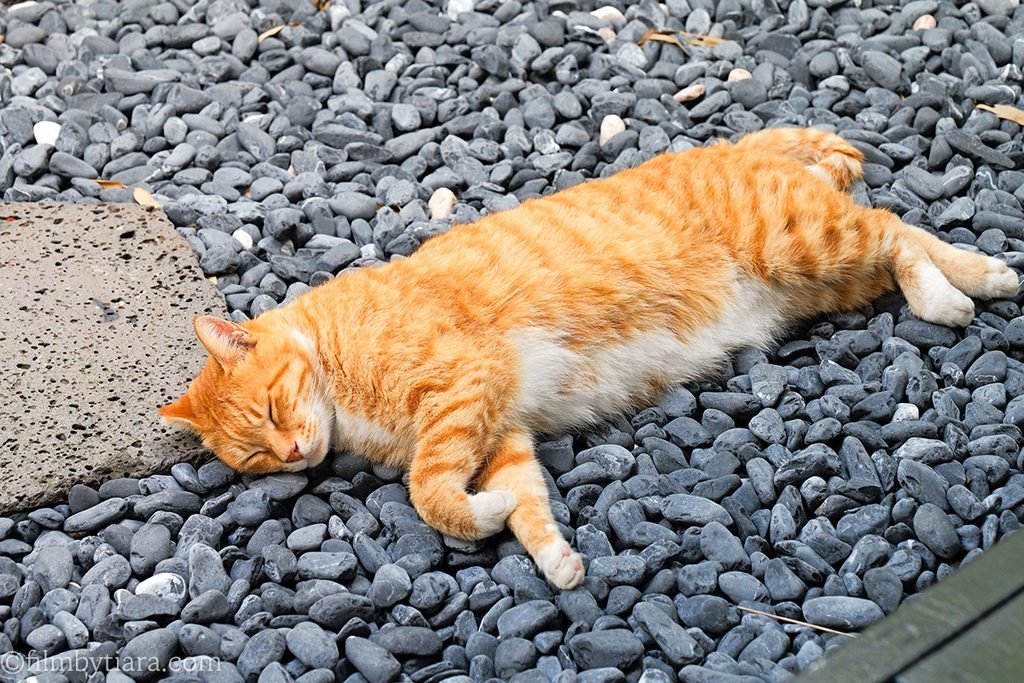 Resident orange cat sleeping peacefully on the gravel courtyard at Gomae Coffee
