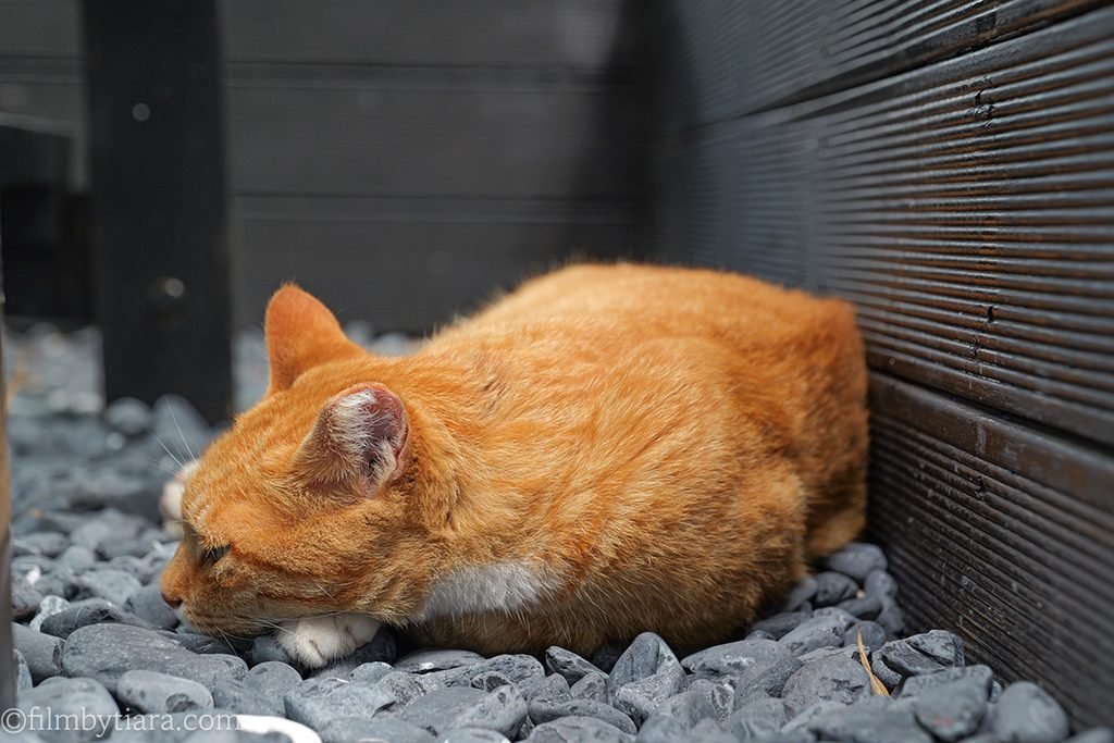 Close-up shot of the sleeping resident cat resting against the hanok wall